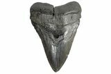 Fossil Megalodon Tooth - South Carolina #168101-2